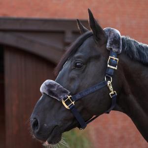 Bucas show-line grimma