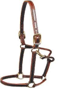 Walsh grimma Showman