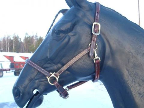 Walsh grimma track
