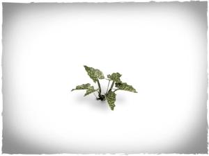 GamersGrass laser plants - Lords and Ladies