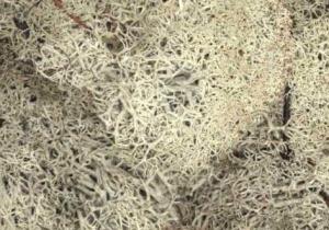 Lichen, Stone Grey 35g bag (mossa)