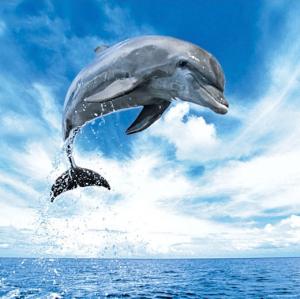 Edition Weingarten, Dolphin 1000 Pieces Square