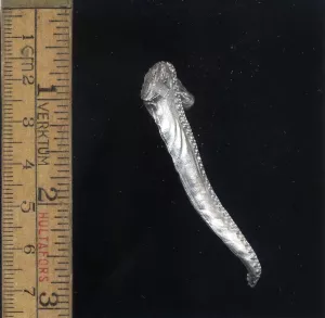 Greater Daemon of Tzeentch Sleeve