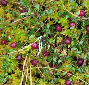 Tranbär 400 gr styckfrysta 0,20 kg i burk