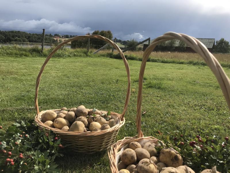 Ekologisk Potatis av sorten Twister 1 kg - Ruds Gård