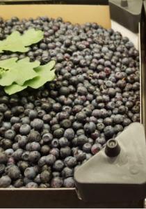 Blåbär i kartong 2,5 kg, handplockade - frysta