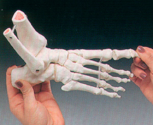 Anat.modell fotskelett Tibia/F
