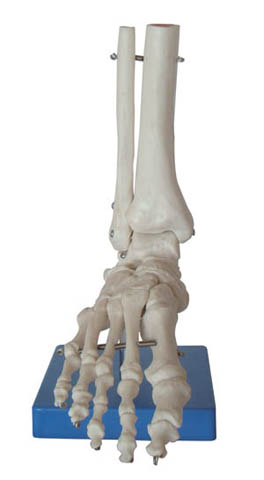 Anat.modell fotskelett Tibia/F