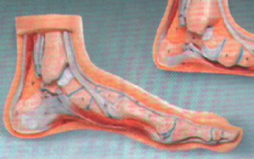 Anatomisk modell fot normal