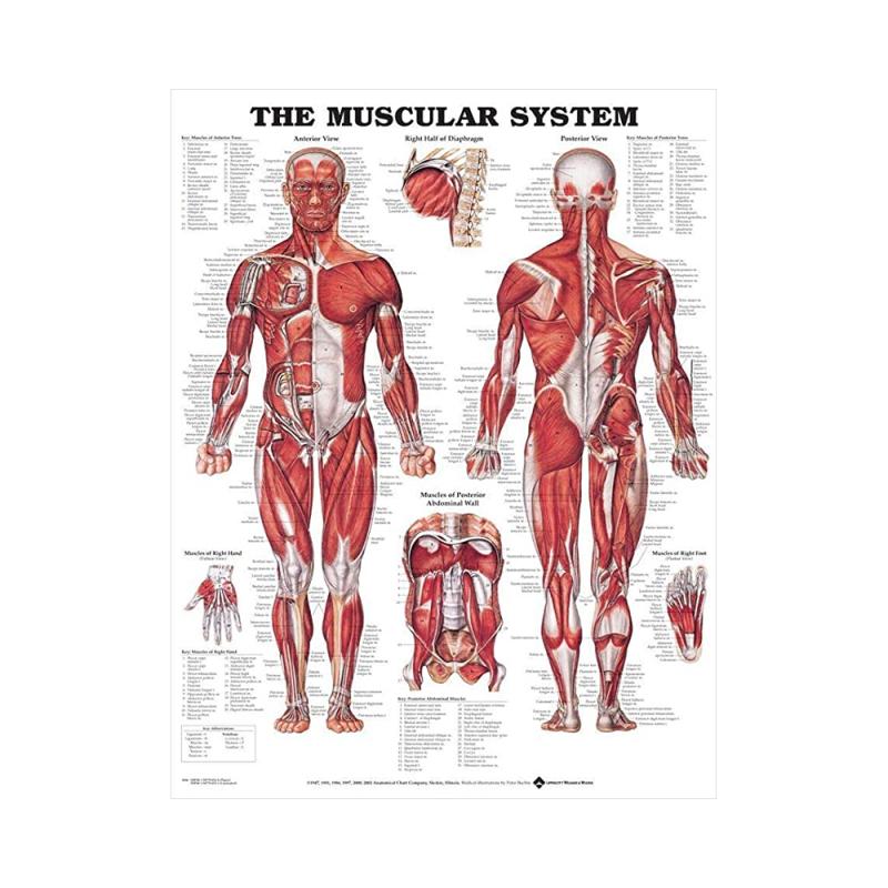 Anatomiska 3D-Planscher 47x65 cm