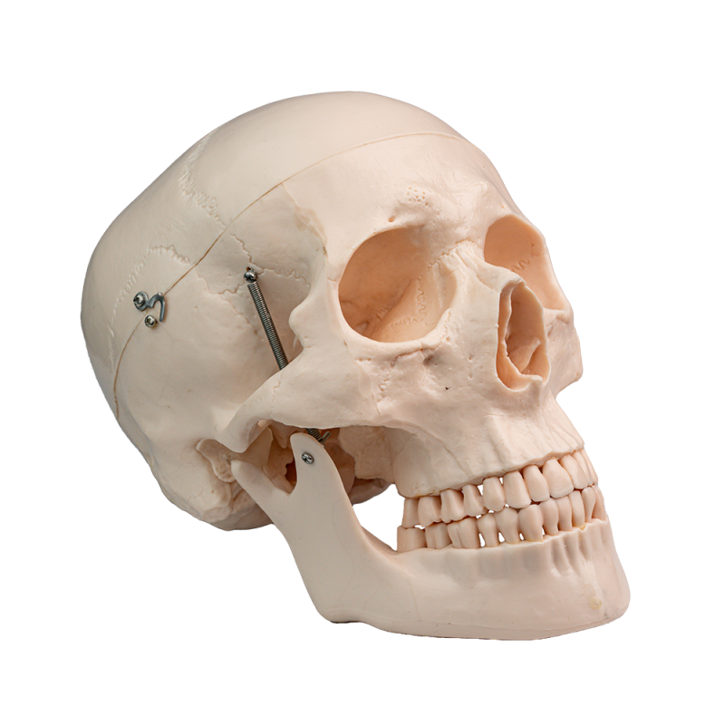Anatomiskmodell skalle