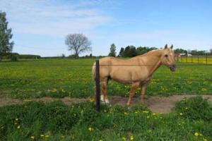 Paket: 1500m brunt smalt