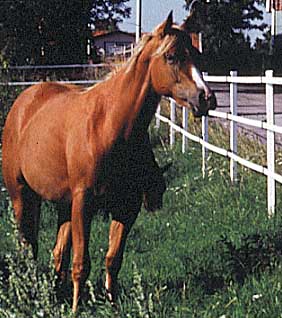 Prova på paket: 250m vitt 40 mm med tillbehör