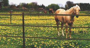 Paket: Brunt 40 mm band, 750 m med alla tillbehör