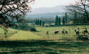 Glasfiberstolpe för permanent o tillfällig stängsling