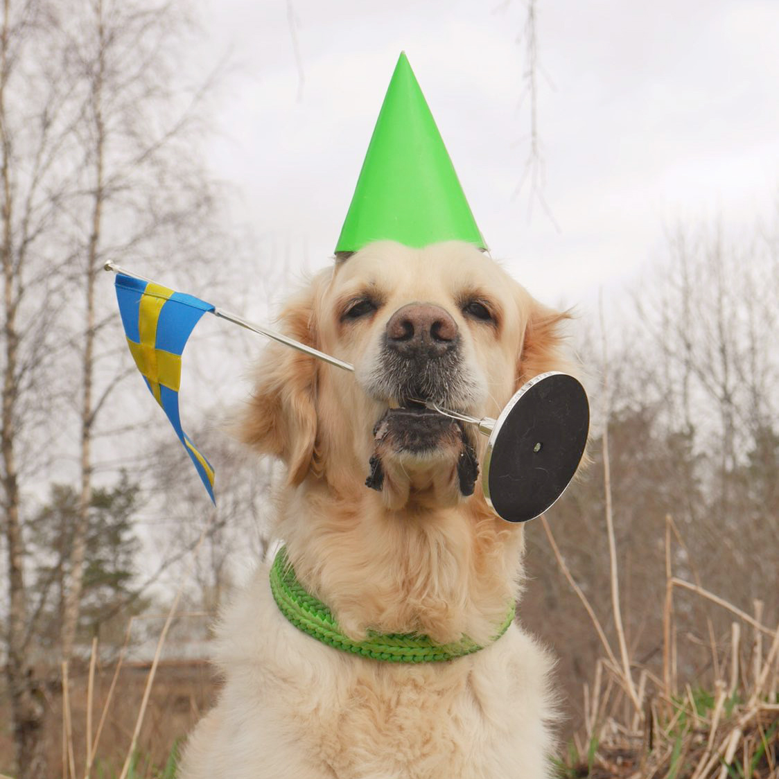 Hund golden med partyhatt