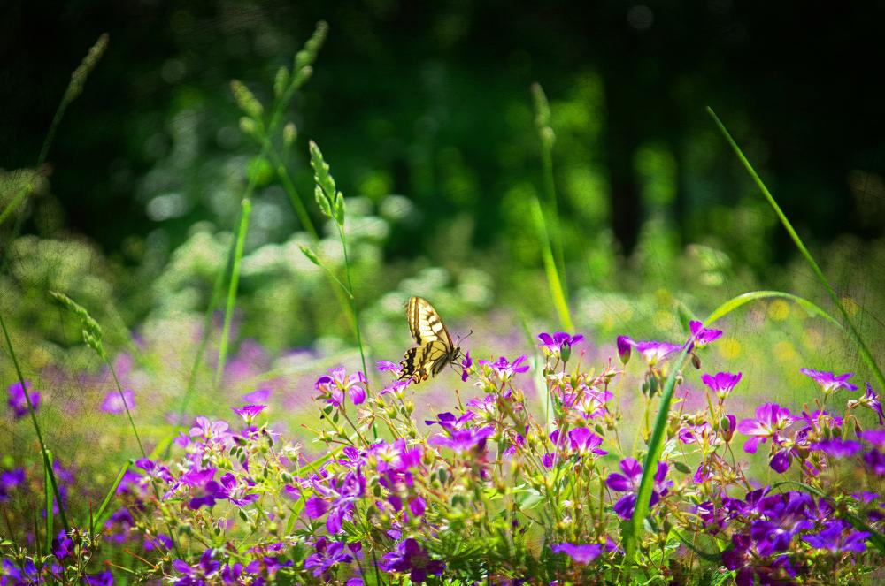 Sommaräng vacker sommarbild