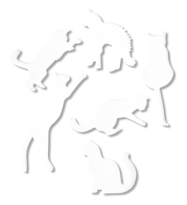 Magneter Katt Vit 6-pack