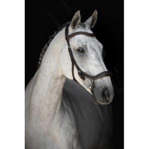 lippo anatomiskt träns