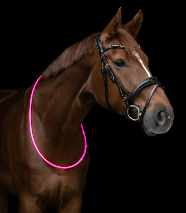 LED Light Halsband för häst