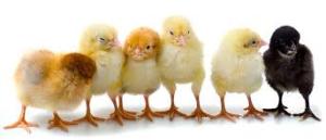 kycklingfoder partille