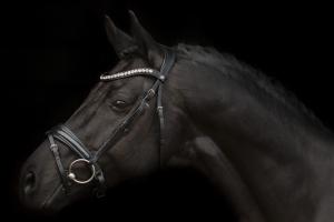 mystery bridle sd-design