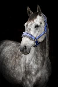 Horse Unique Grimma