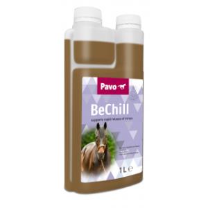 pavo bechill