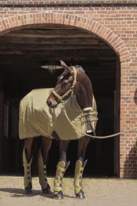 Beta Turnout Rug 1680D 150g