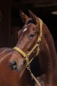 Grimma FAUX LEATHER DOUBLE PIN