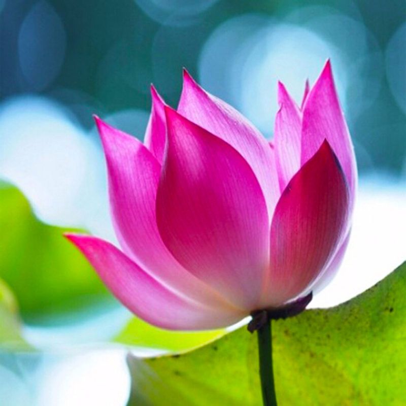 Diamond painting 5D square 40X40 cm. 1-2 days delivery