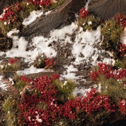 Gamer's Grass: Laliguras Flowers