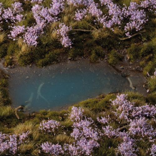 Gamer's Grass: Lavender Flowers