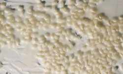 Mat Gel Base 200ml
