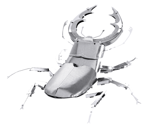 Stag Beetle
