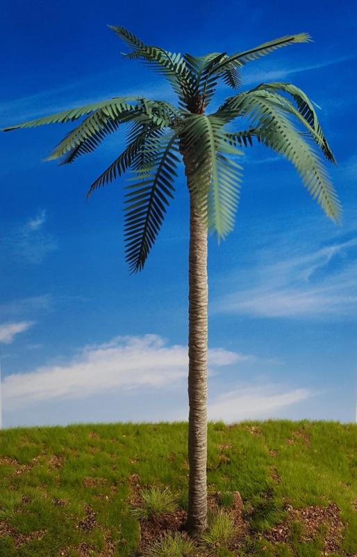 Common Palm – Jungle, Pacific, Desert, Mediterranean