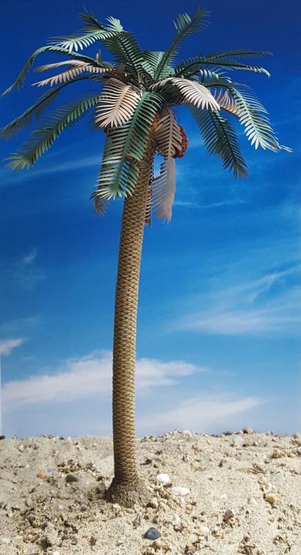 Date Palm – Desert, Spain, Southern Asia