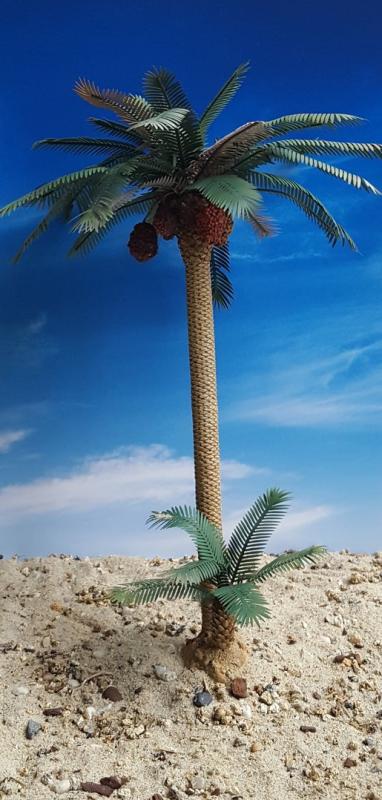 Date Palm Set – Desert, Spain, Southern Asia