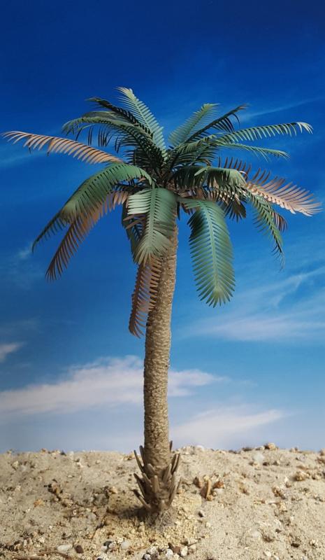 Partly Untrimmed Palm – Jungle, Pacific, Desert, Mediterranean