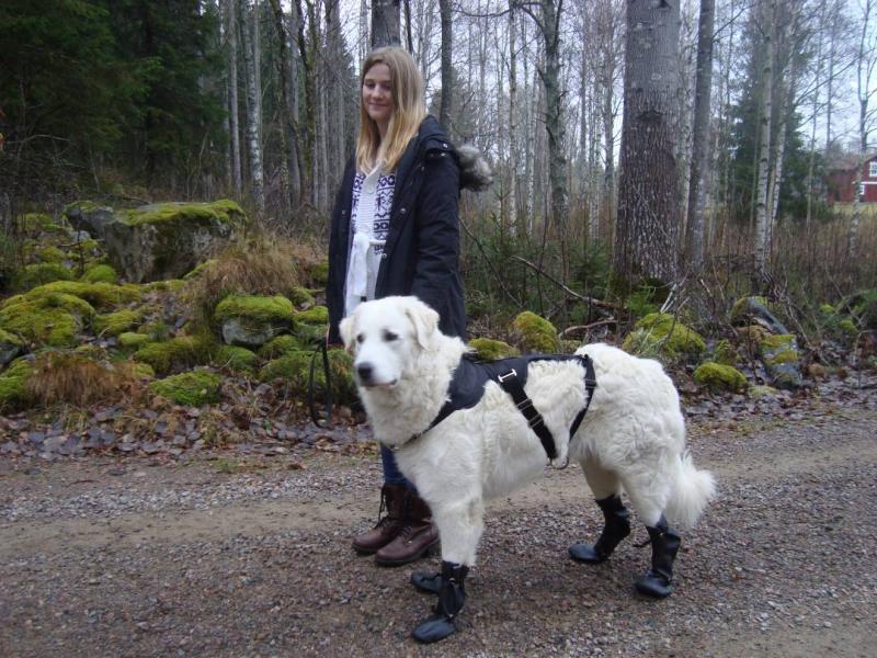Hundskor. Skyddsskor för räddningshund mm