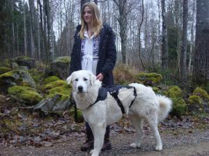 Hundsele. Kraftig typ för räddningshund