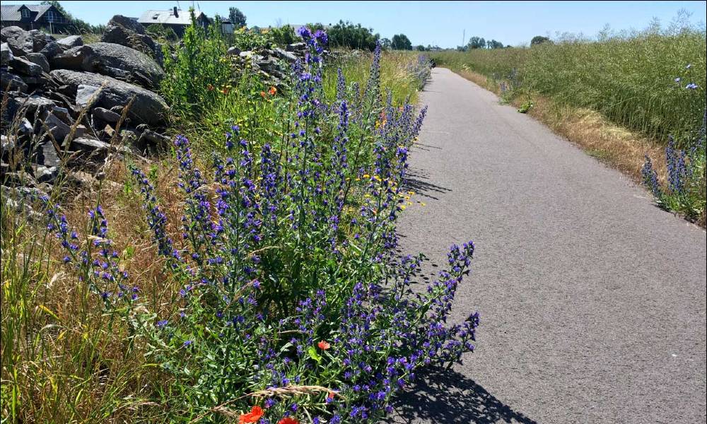 Cykla på Öland – en guide till öns bästa leder, boenden och matställen
