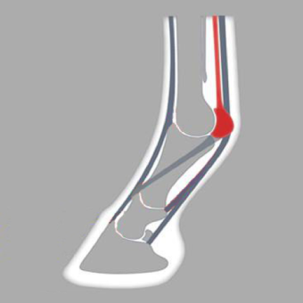 ACR 2110 Hind Suspensory Shoe, Parpris