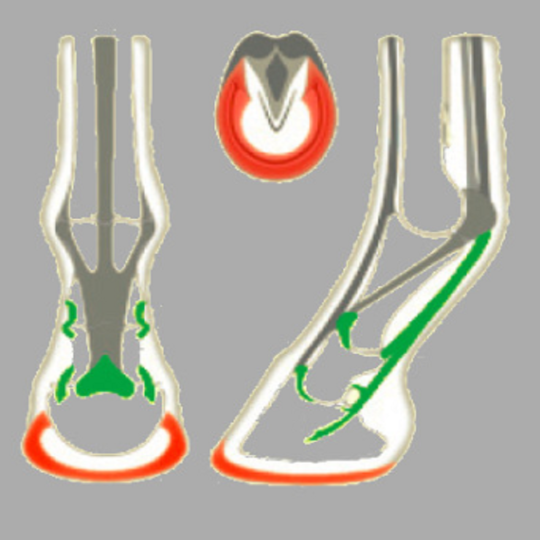 ACR 325 Rolling Torsion Shoe, Parpris
