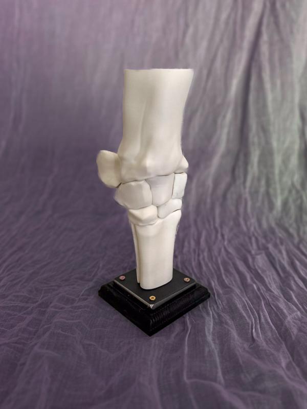 InHorse Company Led Modeller (Carpus)