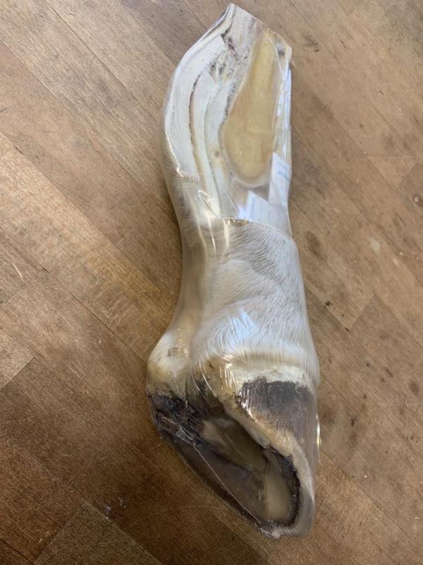 Undervisnigshov frystorkad