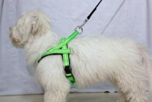 Sele neongrön 5, Alac