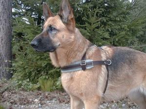 Lädersele med fodrat bröstband 105 cm