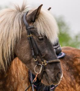 Waldhausen Snaffle Bridle Ice