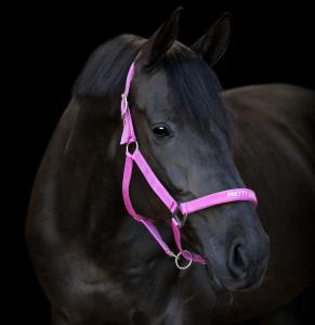 HG Malva Grimma Phlox Pink